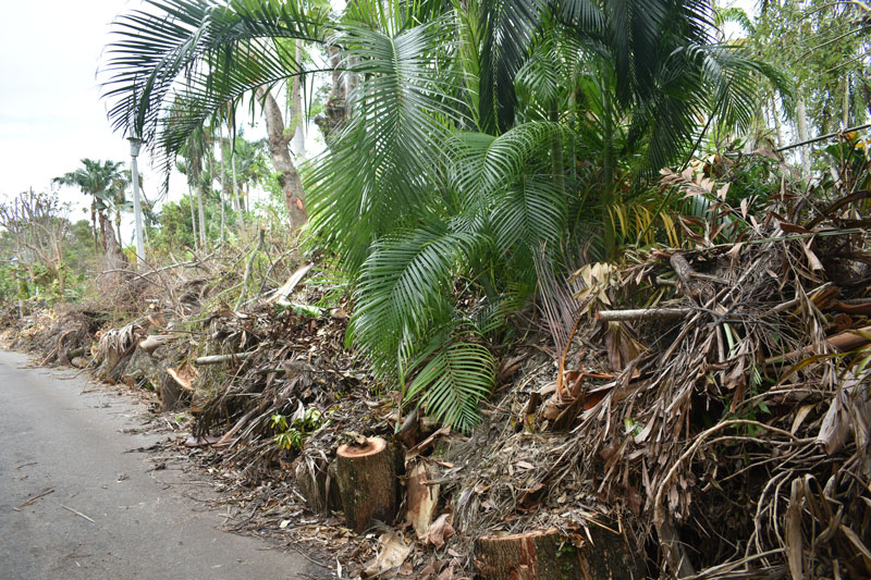 Hurricane storm debris, including solid and organics waste, is easily processed by Komptech equipment and prepeared for recycling.